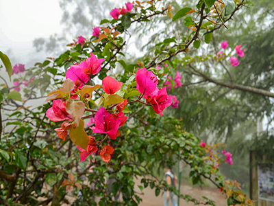 blossoming flowers